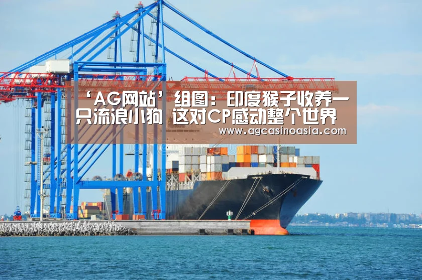 ‘AG网站’组图:印度猴子收养一只流浪小狗 这对CP感动整个世界(图1) AG视讯